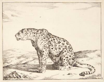 Siddende hunleopard, vendt mod venstre