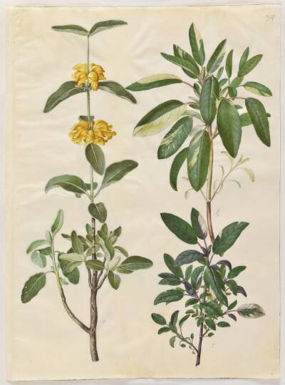 Phlomis fruticosa (almindelig løvehale); Salvia officinalis (læge-salvie)