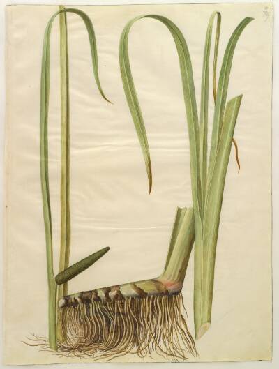 Acorus calamus (almindelig kalmus)