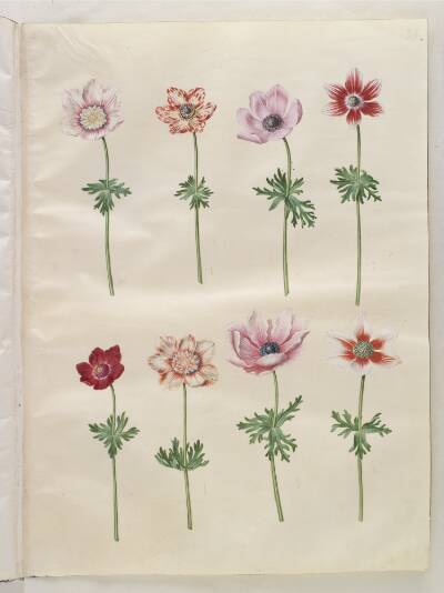 Anemone coronaria (fransk anemone)