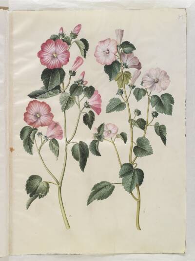 Lavatera trimestris (mamelukærme)