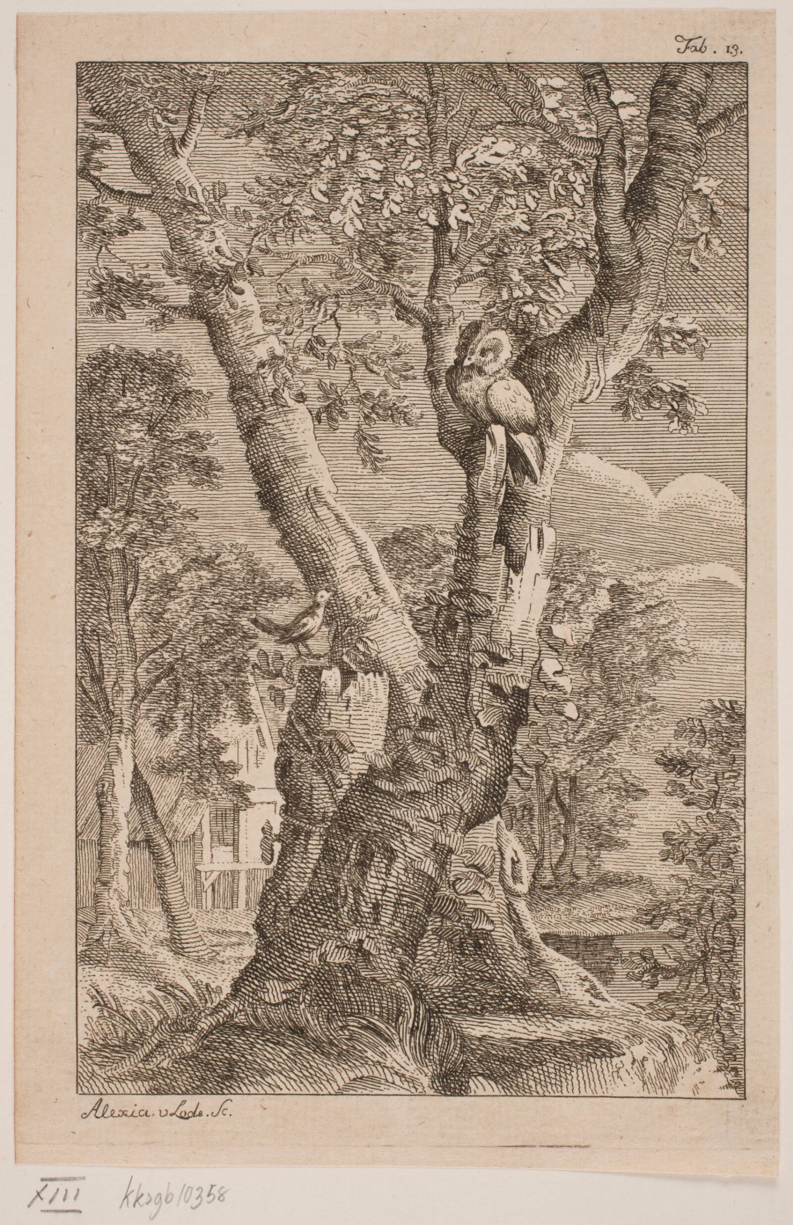 Uglen og Nattergalen, Alexia de Lode, 1760
