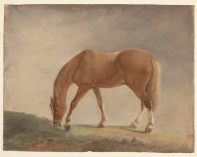 Stående brun hest