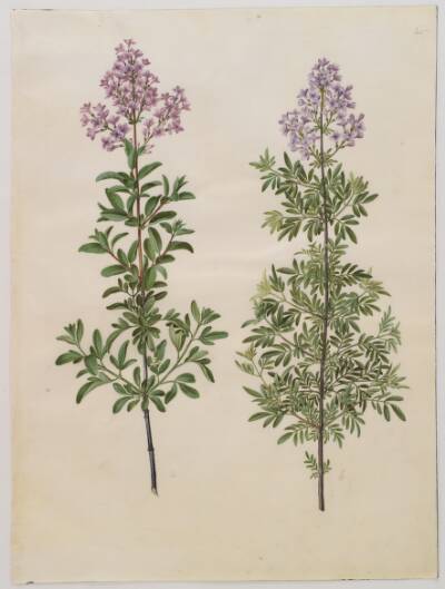 Syringa ×laciniata (fliget syren)