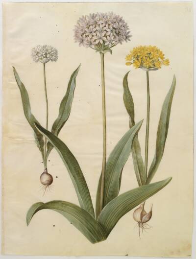 Allium moly (guld-løg); Allium nigrum (sort løg)
