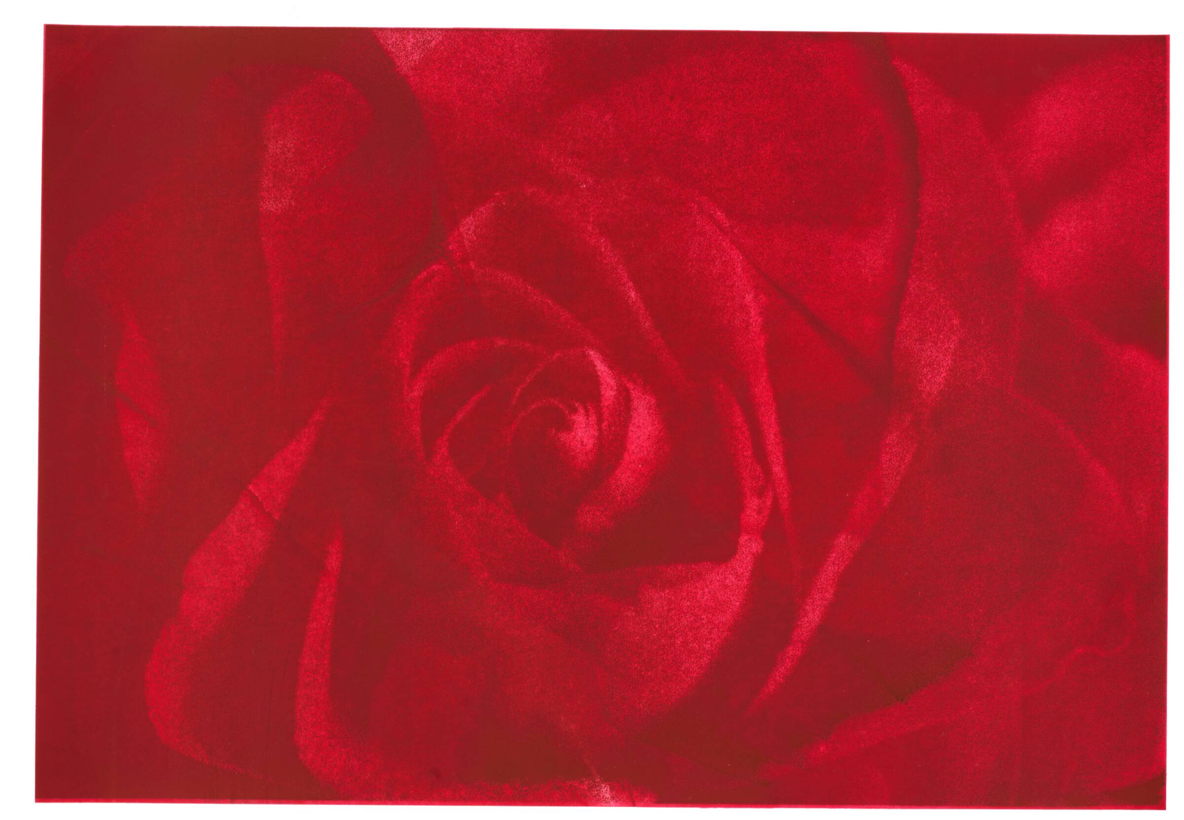 Rose of Forgetfulness, Marianne T. Grønnow, 1993