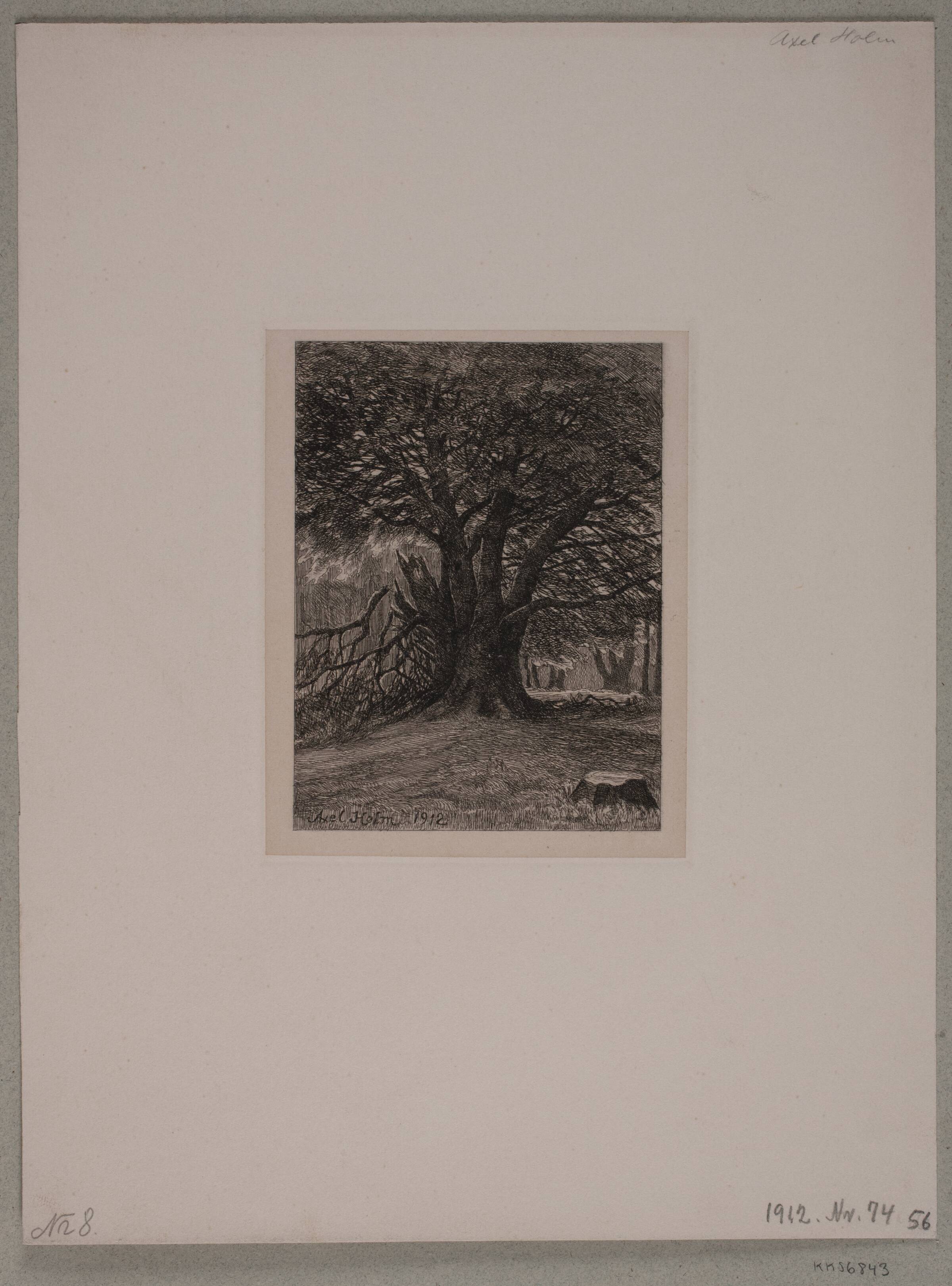 Gammel bøg i Dyrehaven, Axel Holm, 1912