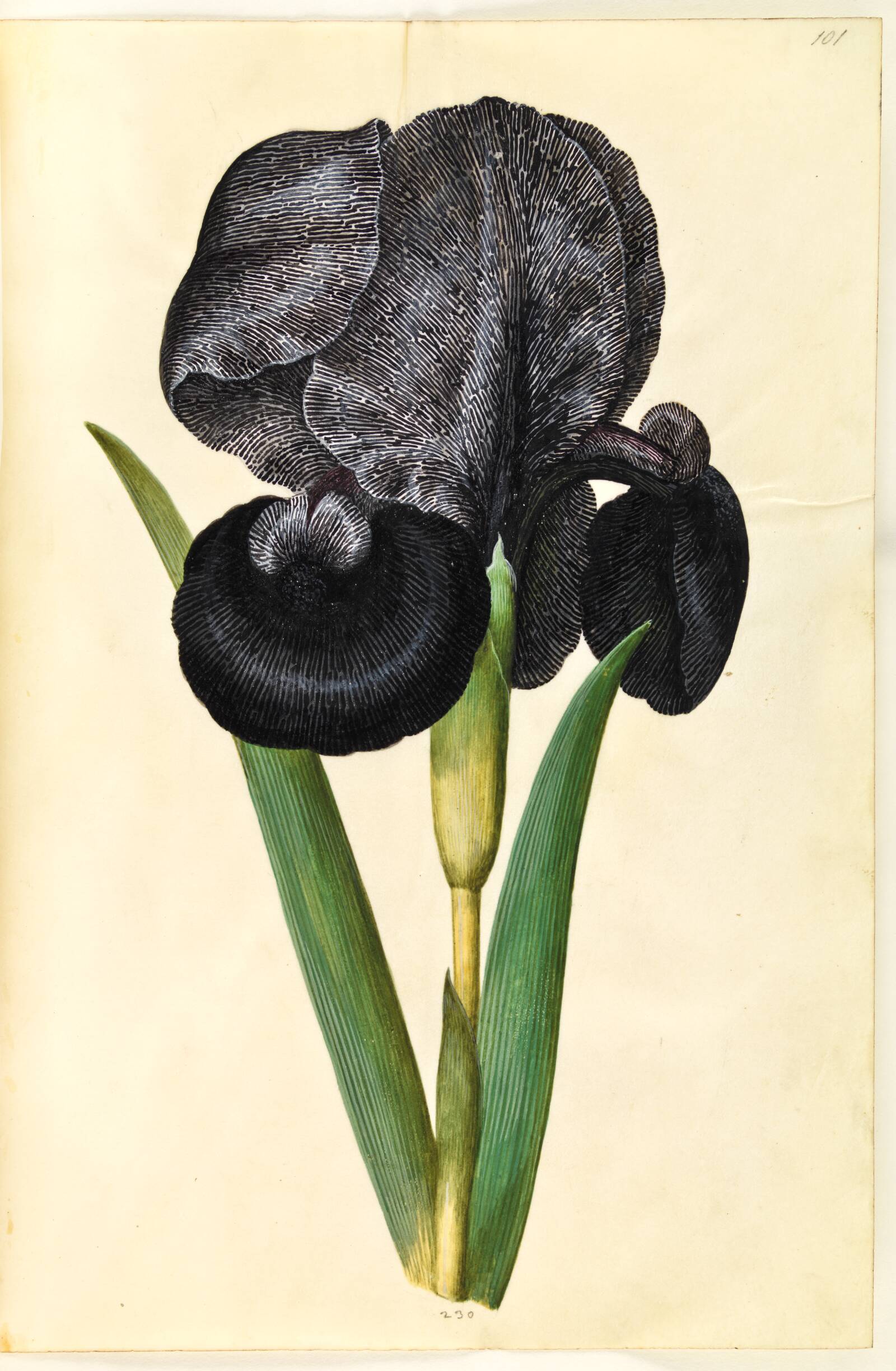 Iris susiana (sørge-iris), Hans Simon Holtzbecker, 1635-1664