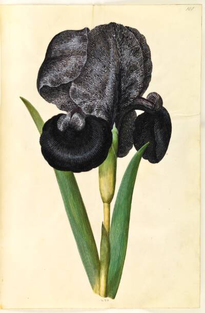 Iris susiana (sørge-iris)