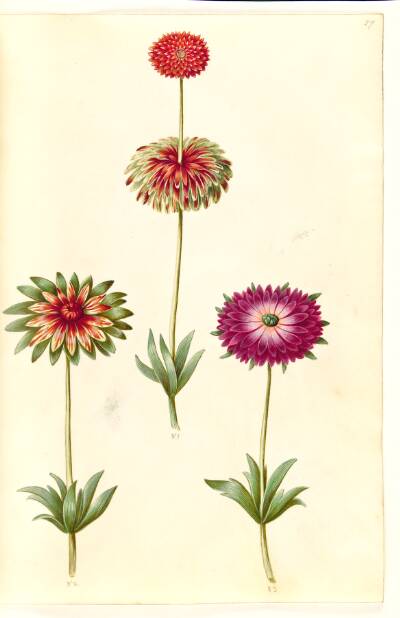 Anemone ×fulgens (skinnende anemone)