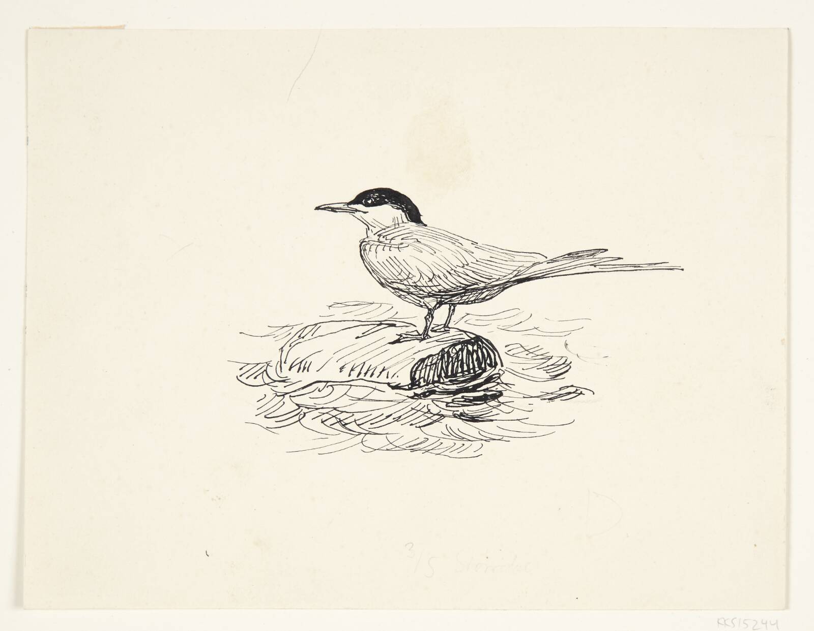 Terne, Johannes Larsen, 1926