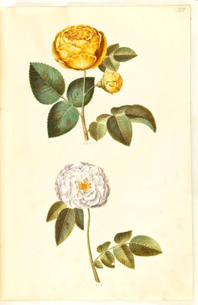 Rosa hemisphaerica (svovlgul rose); Rosa ×alba (hvid rose)