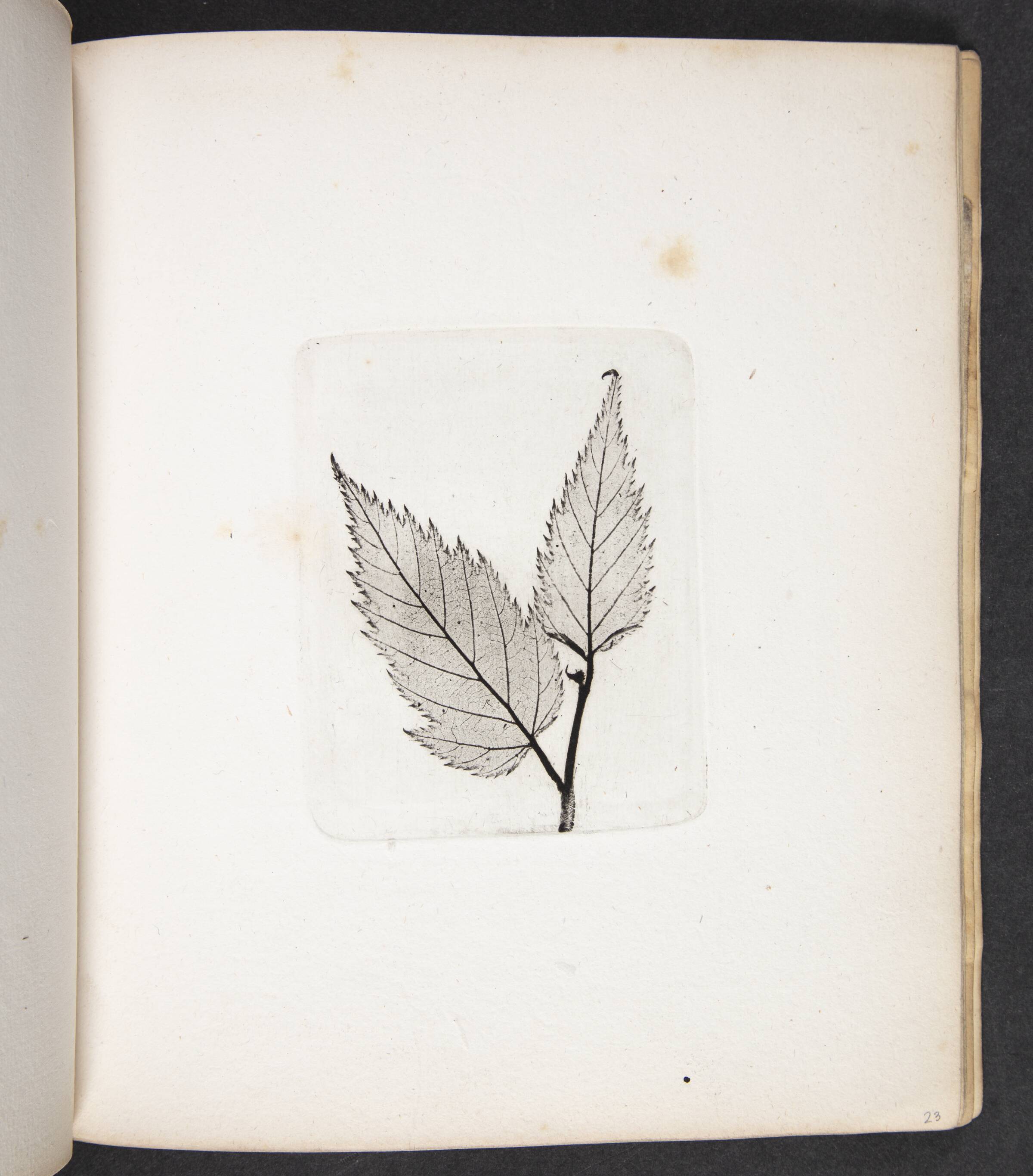 Aftryk af blade, Peter Larsen Kyhl, 1833