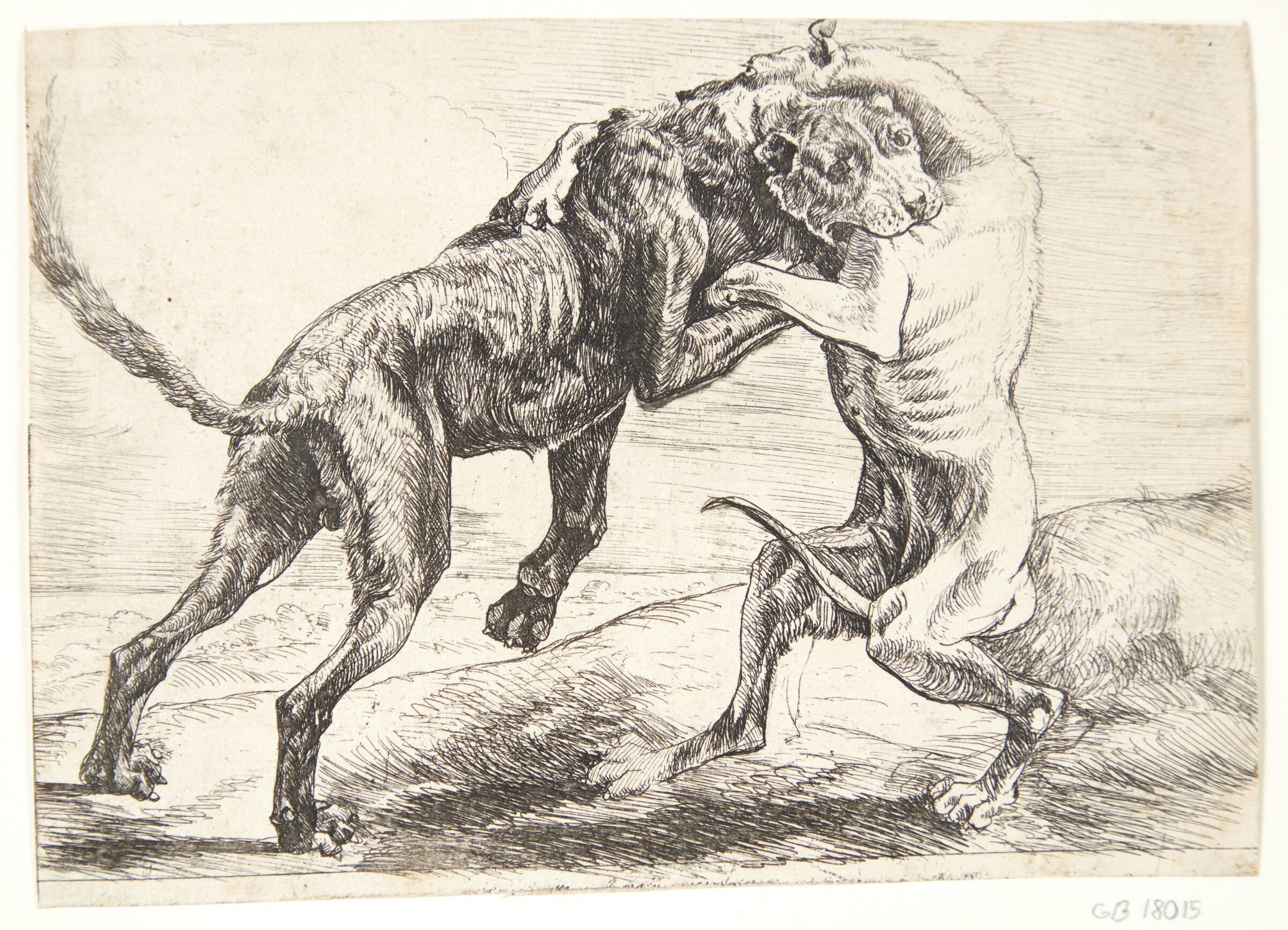 To hunde der kæmper, Paulus van Hillegaert, 1654