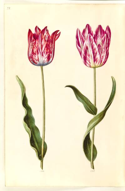 Tulipa gesneriana (have-tulipan)