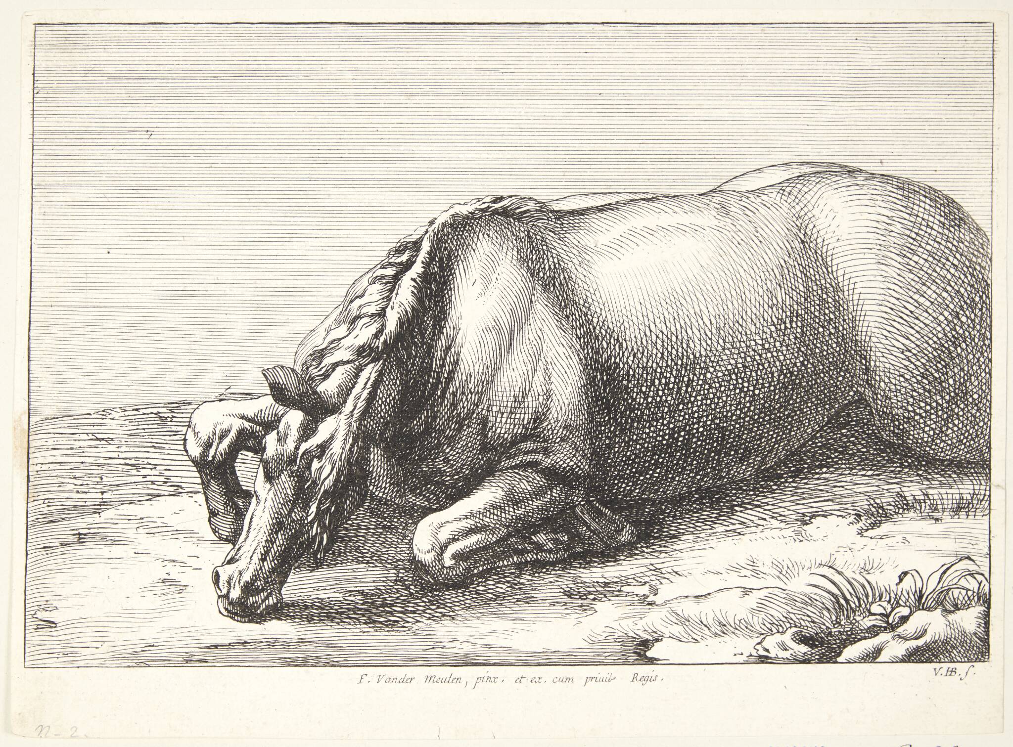 Falden hest