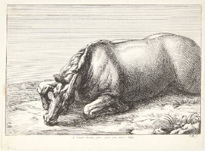 Falden hest