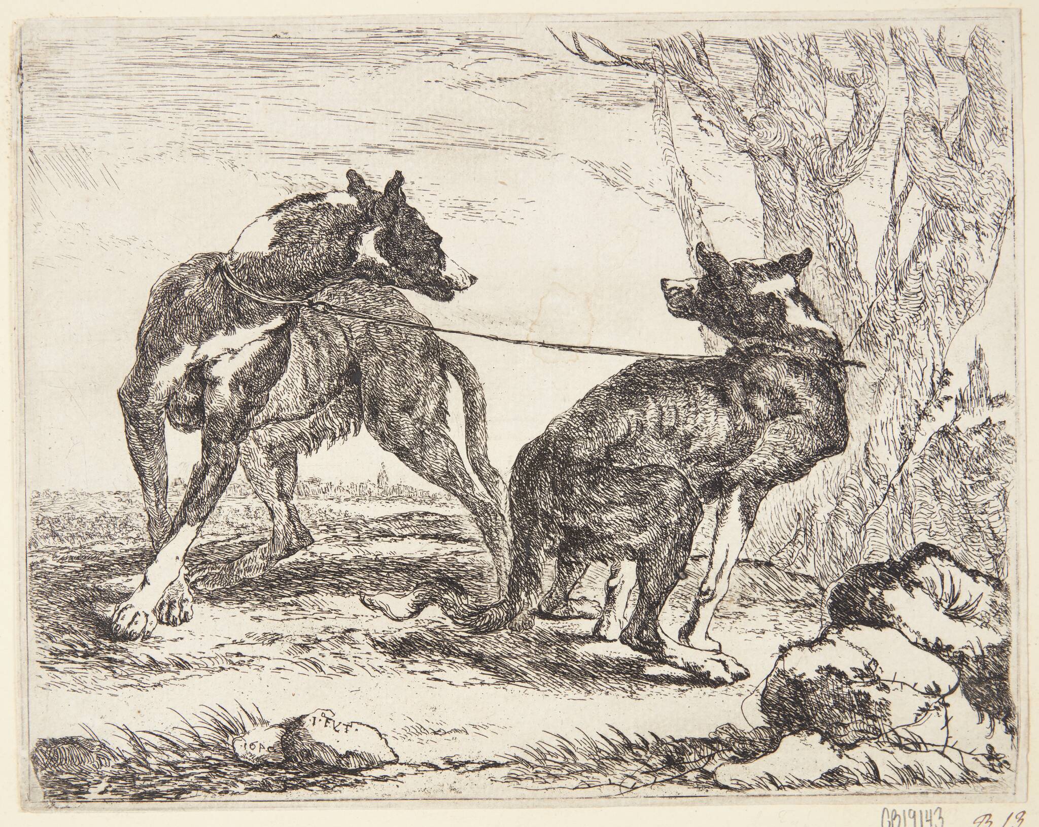 To greyhounds