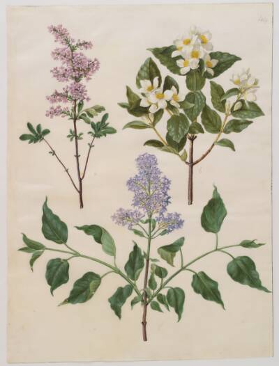 Syringa ×persica (persisk syren); Philadelphus coronarius (vellugtende pibeved); Syringa vulgaris (almindelig syren)