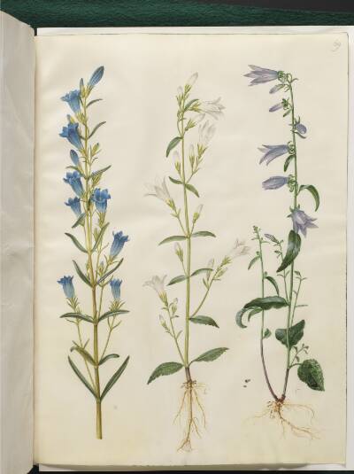 Gentiana pneumonanthe (klokke-ensian); Campanula patula (eng-klokke); Campanula rapunculoides (ensidig klokke)