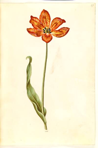 Tulipa gesneriana (have-tulipan)