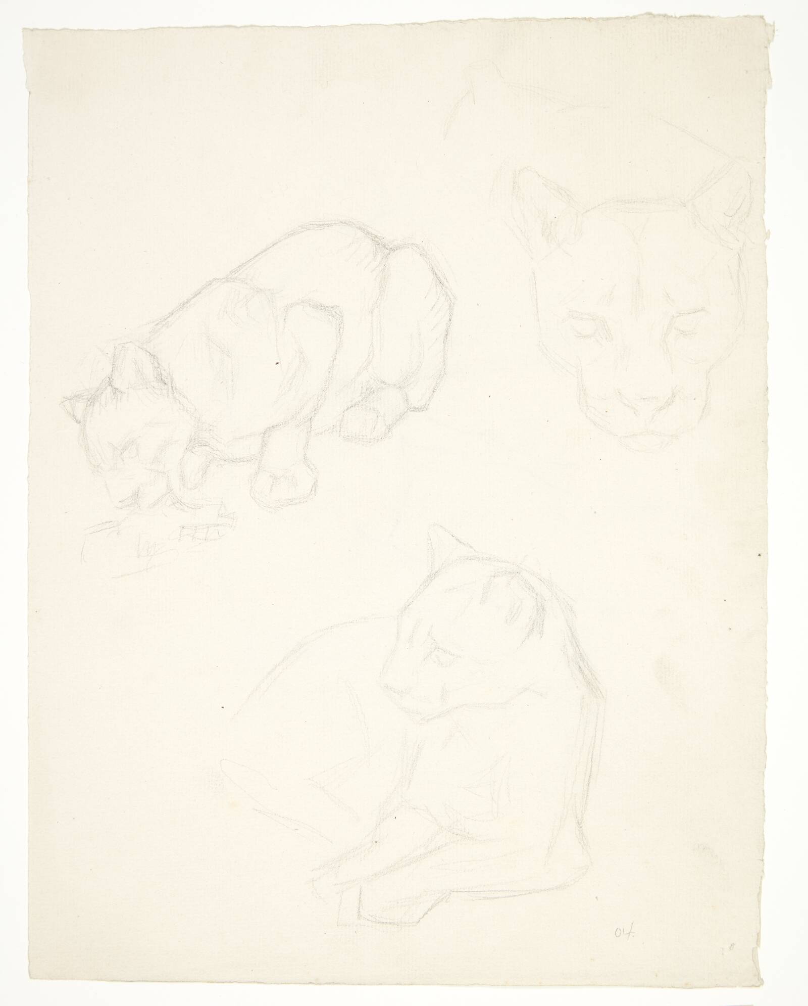 Tre studier af en løveunge, Svend Rathsack, 1902-1906