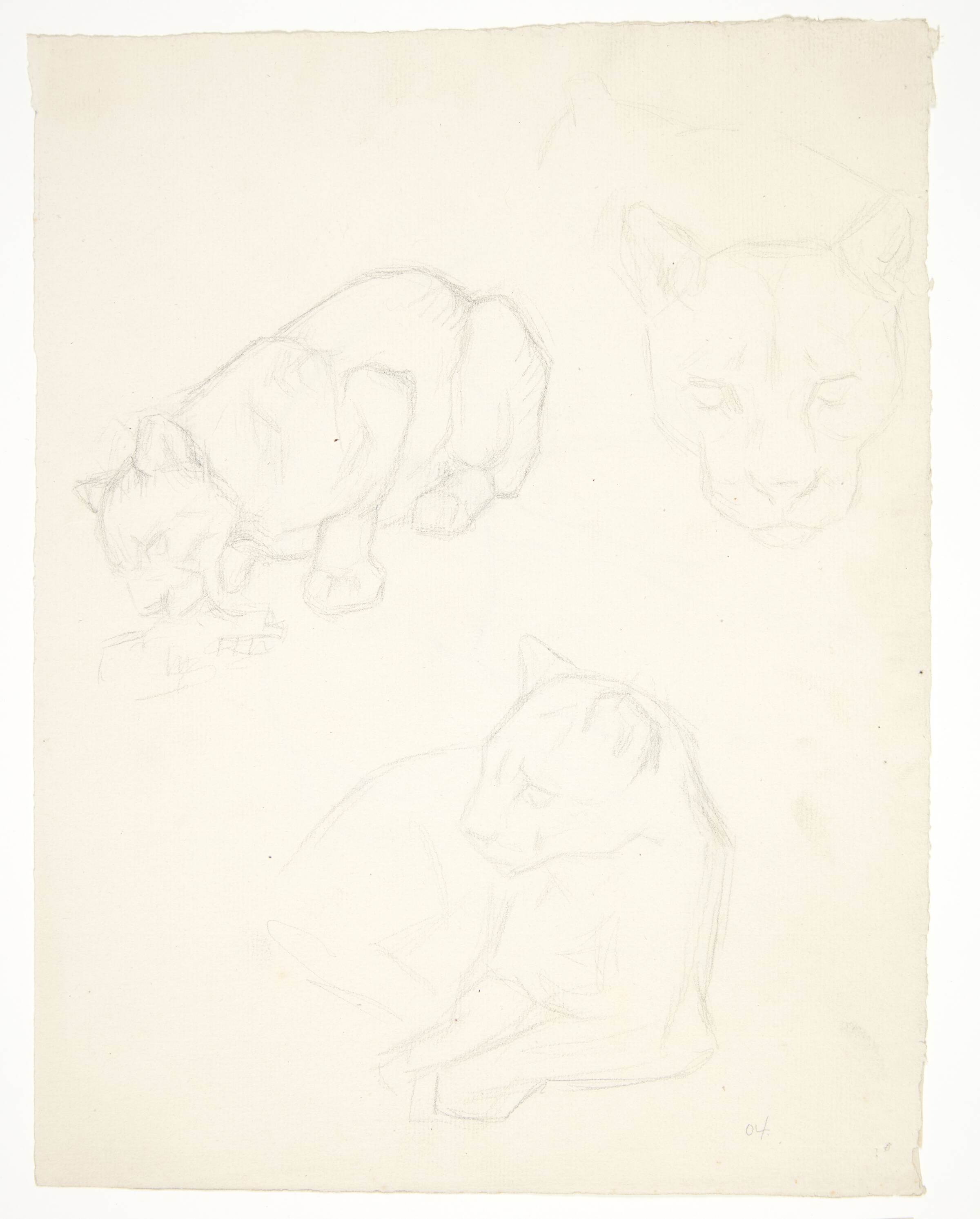 Tre studier af en løveunge, Svend Rathsack, 1902-1906