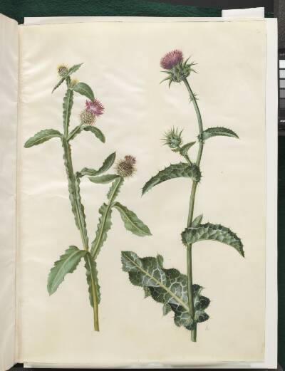 Centaurea seridis; Silybum marianum (almindelig marietidsel)
