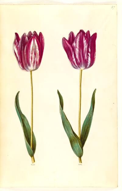 Tulipa gesneriana (have-tulipan)