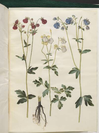 Aquilegia vulgaris (almindelig akeleje)