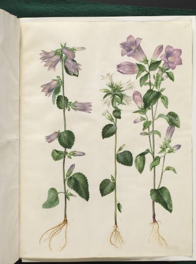 Campanula trachelium (nælde-klokke); Campanula medium (marie-klokke)
