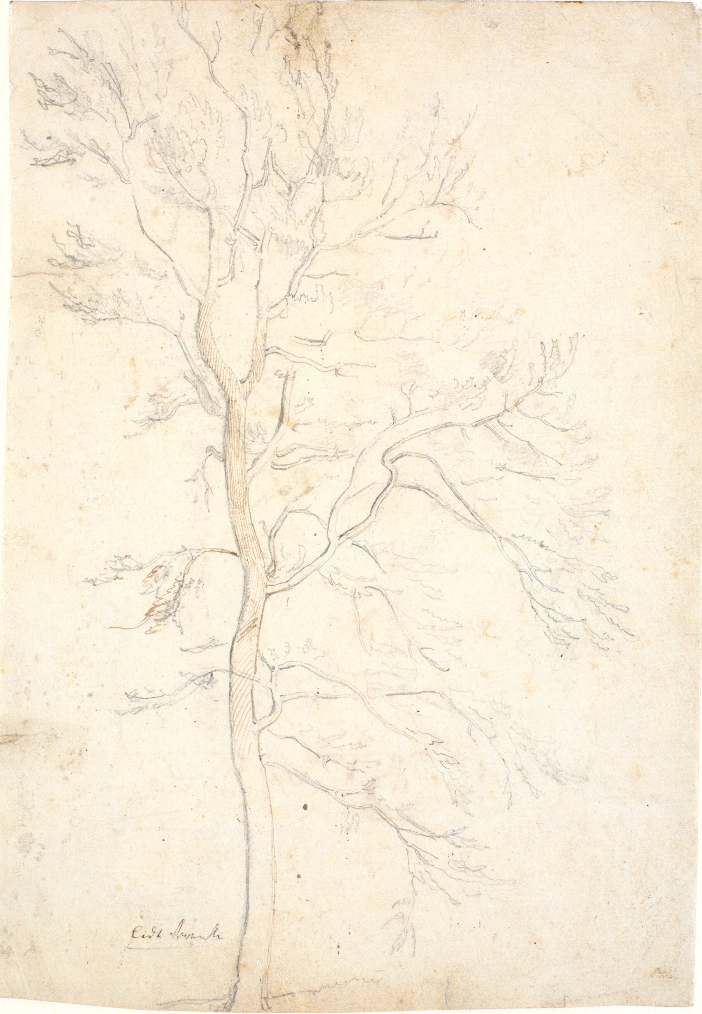Træstudie, Dankvart Dreyer, 1831-1852