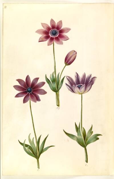 Anemone pavonina (påfugle-anemone)