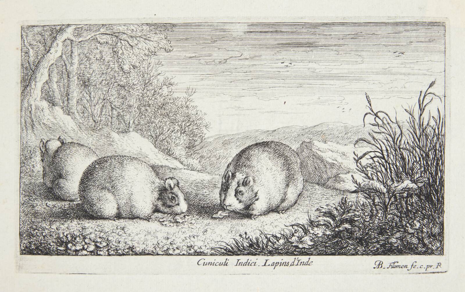 Marsvin, Albert Flamen, 1620-1669
