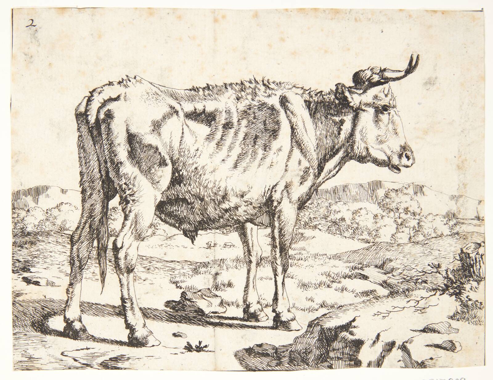 Stående tyrekalv, vendt mod højre, Marcus de Bye, 1638-1690