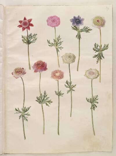 Anemone coronaria (fransk anemone)