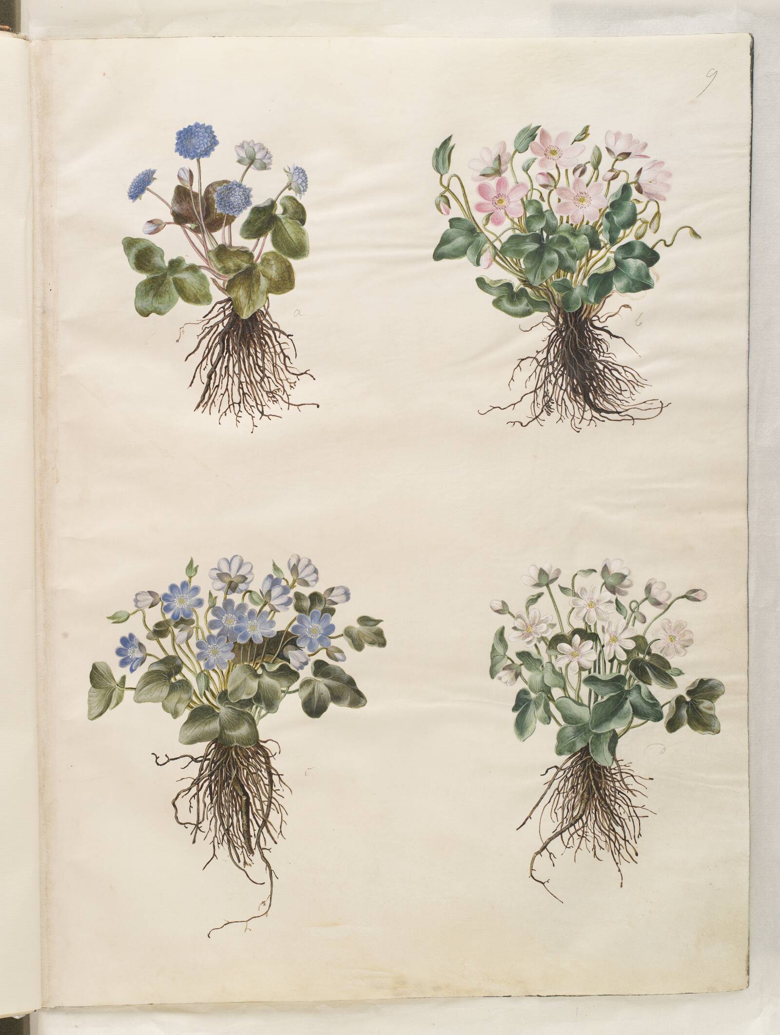 Anemone hepatica (blå anemone), Hans Simon Holtzbecker, 1649-1659
