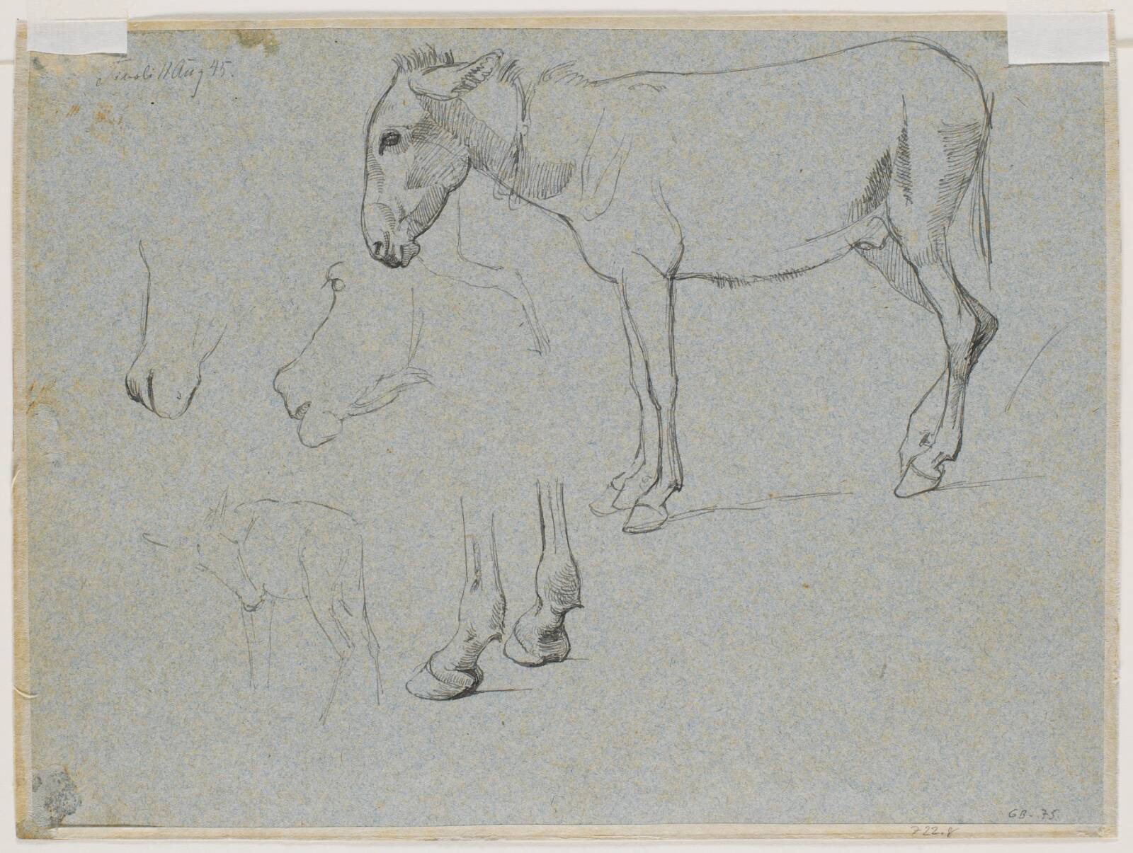 Studier af æsel, æselhovede og hove, Johan Thomas Lundbye, 1845