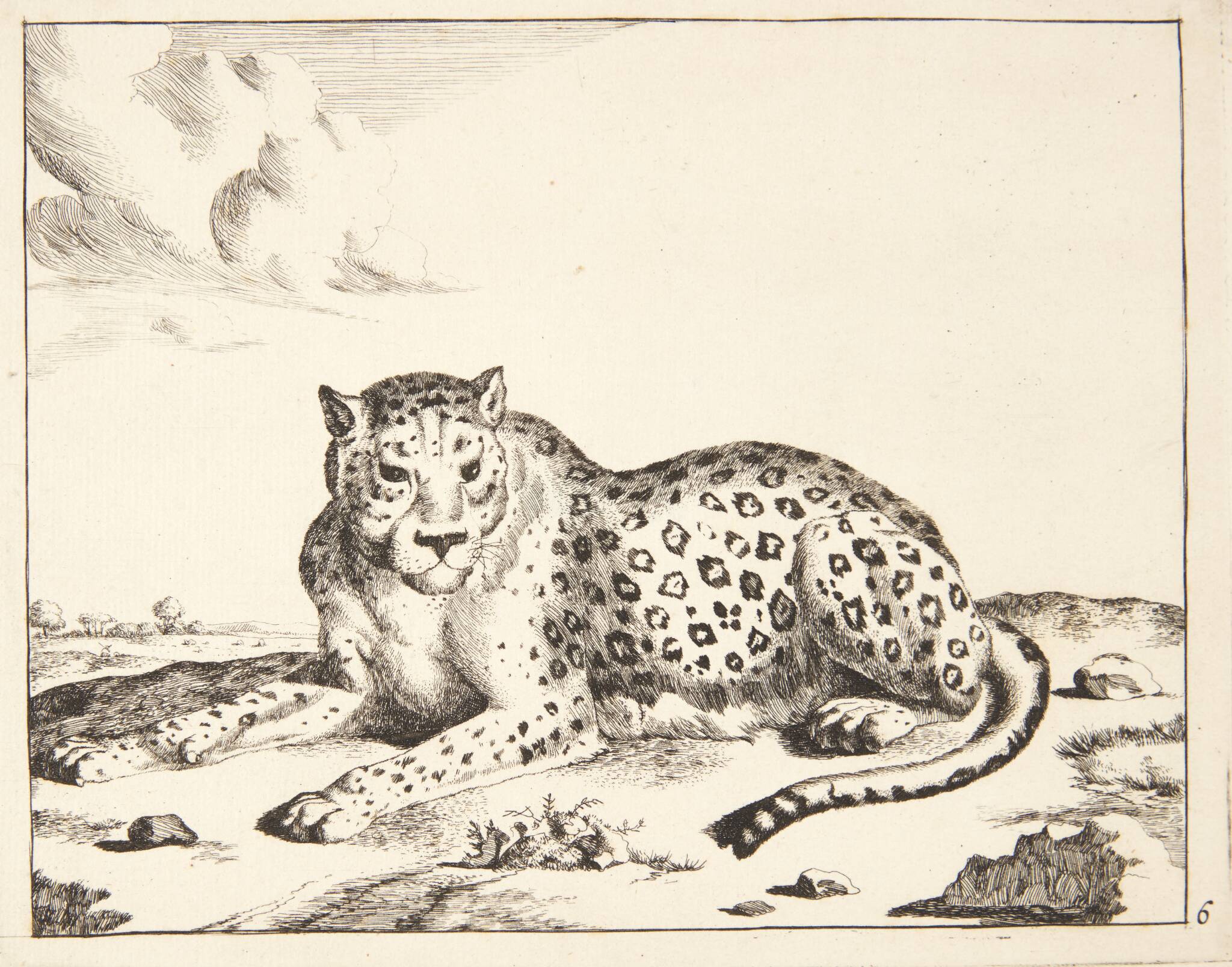 Liggende leopard, vendt mod venstre