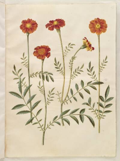 Tagetes patula (udspærret fløjlsblomst)