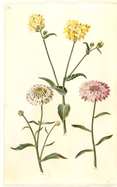Brassica napus (raps); Iberis amara (bitter sløjfeblomst)