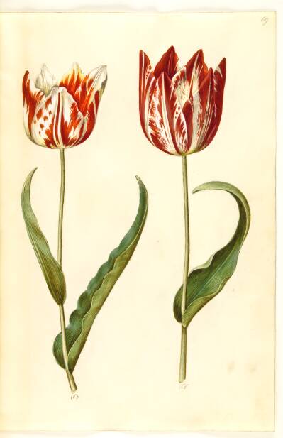 Tulipa gesneriana (have-tulipan)