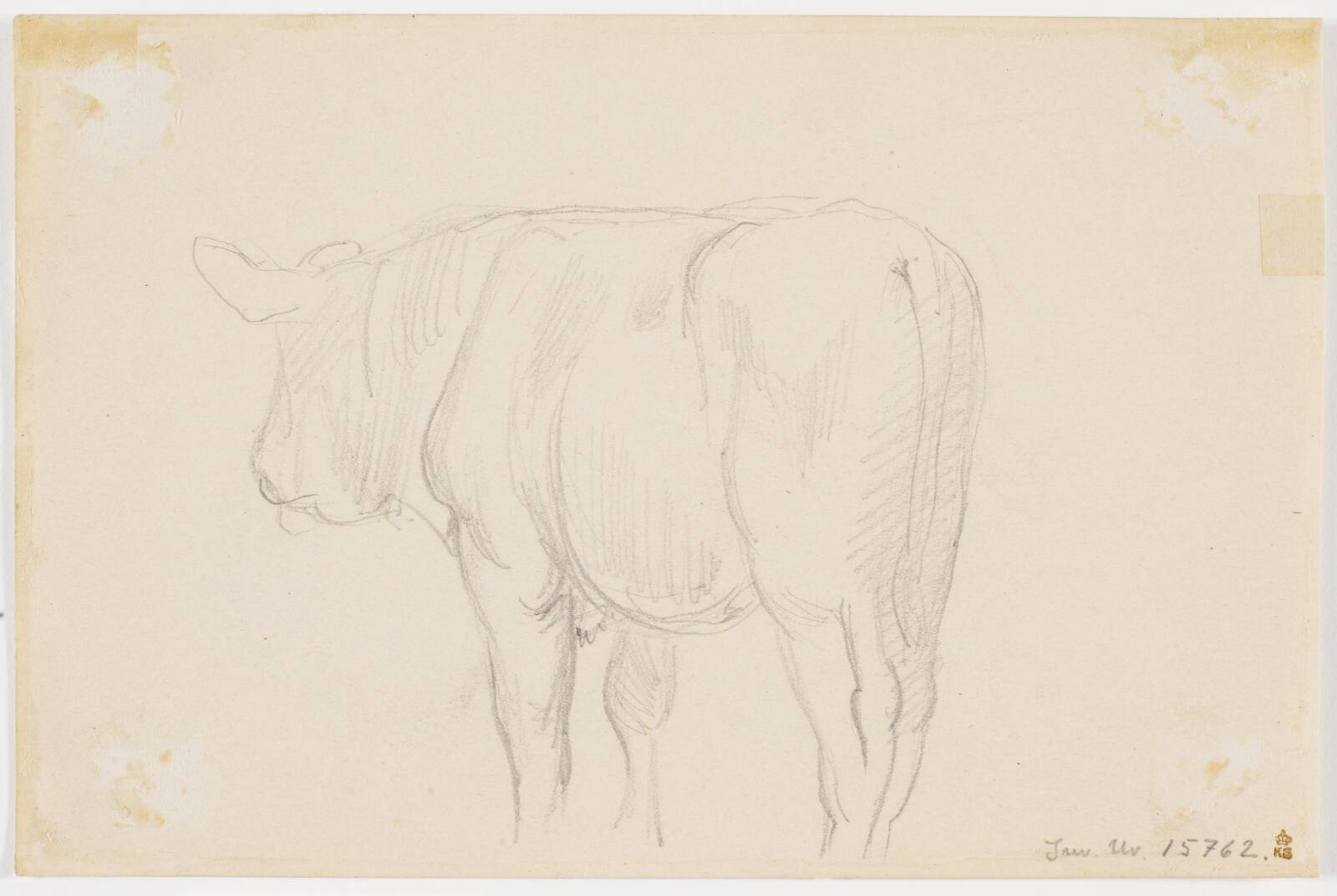 En stående ko set bagfra, Theodor Philipsen, 1895