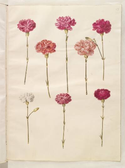 Dianthus caryophyllus (have-nellike)