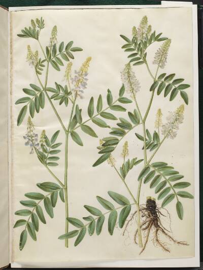 Galega officinalis (læge-stregbælg)