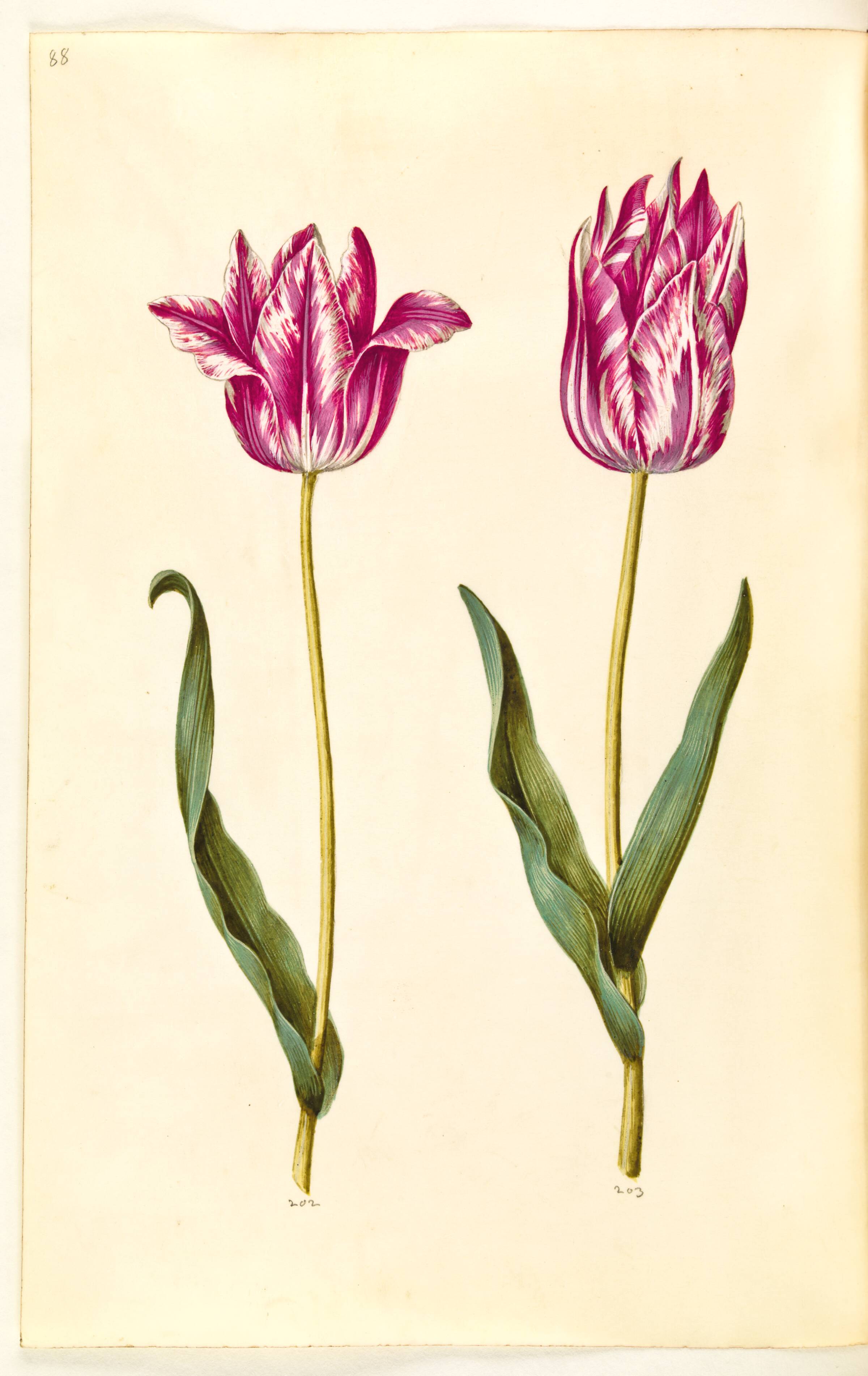 Tulipa gesneriana (have-tulipan), Hans Simon Holtzbecker, 1635-1664