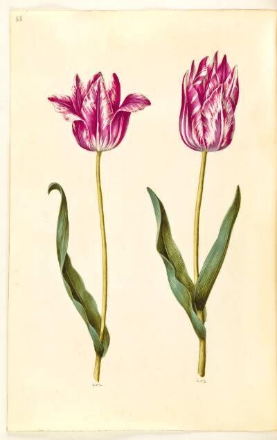 Tulipa gesneriana (have-tulipan)
