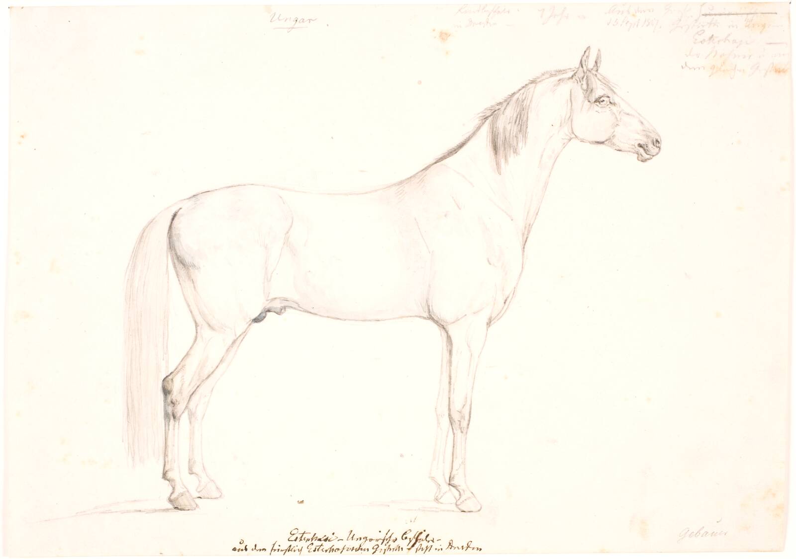En hingst, Christian David Gebauer, 1827