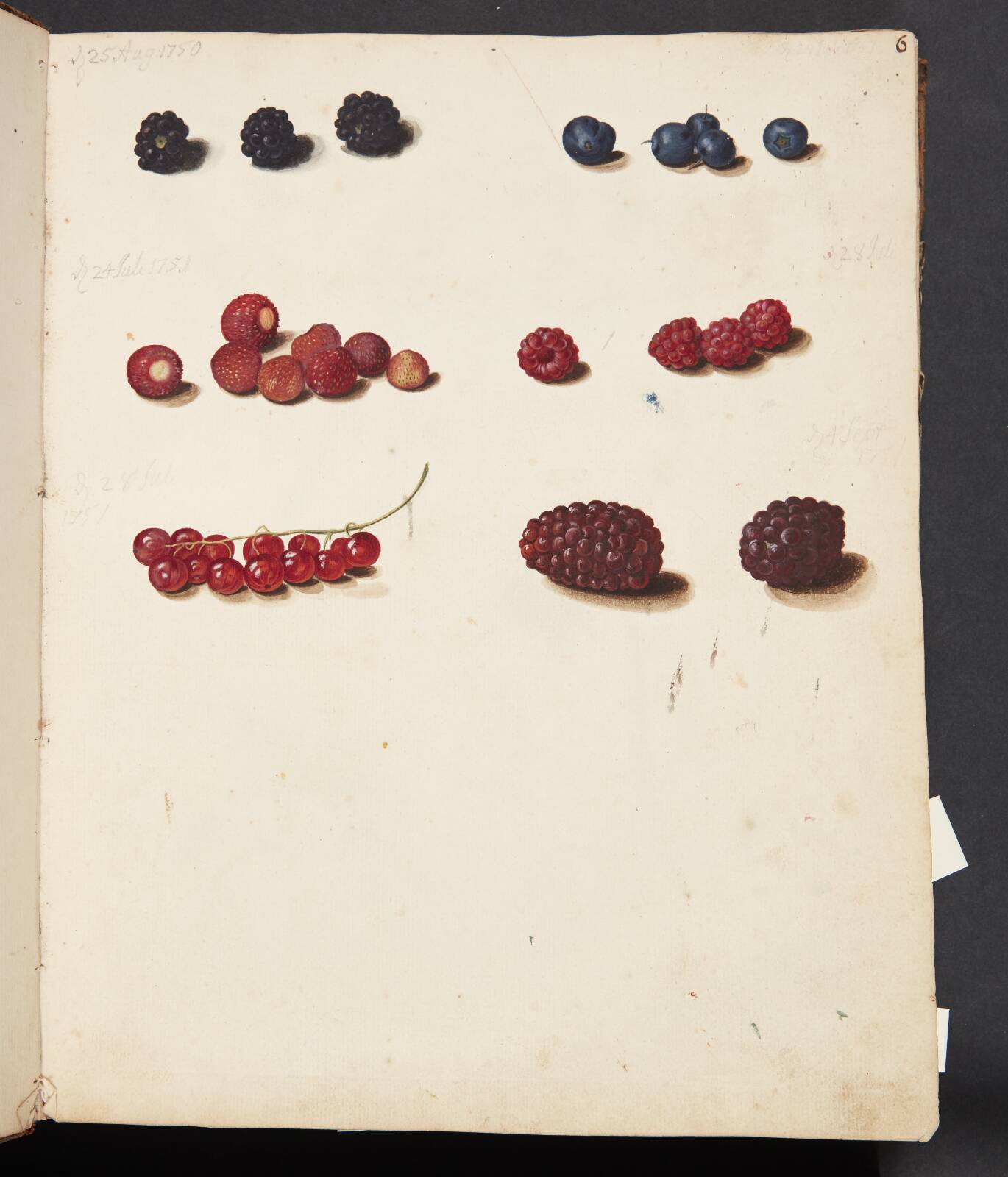 Studie af diverse bær, by Johanna Fosie, 1750-1751