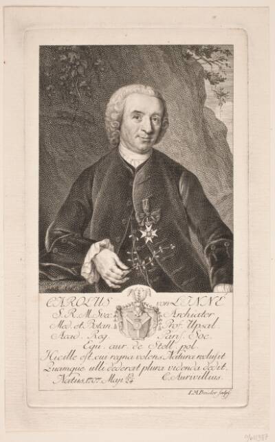 Portræt C. Linné